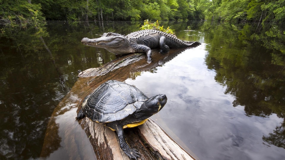 National Geographic Wild