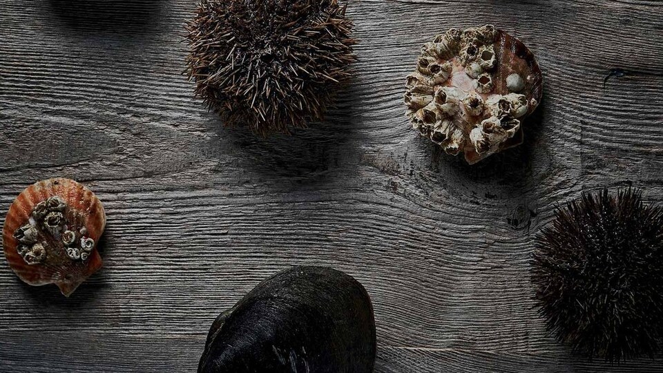 Dokumentarci Tajna nordijske kuhinje