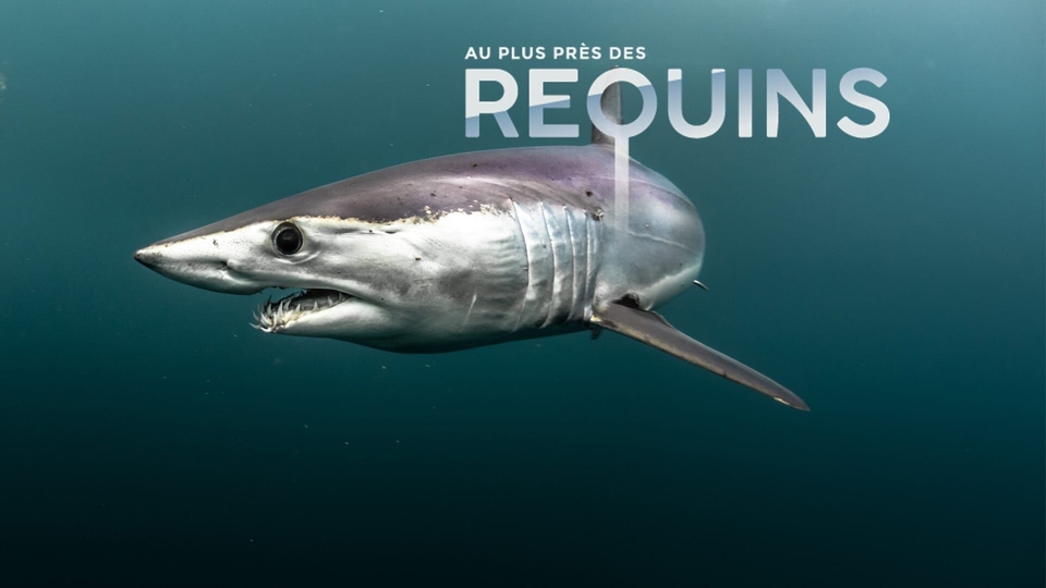 Dokument Au plus pres des requins