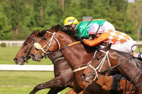 Dostihy: 4. Turf-gala