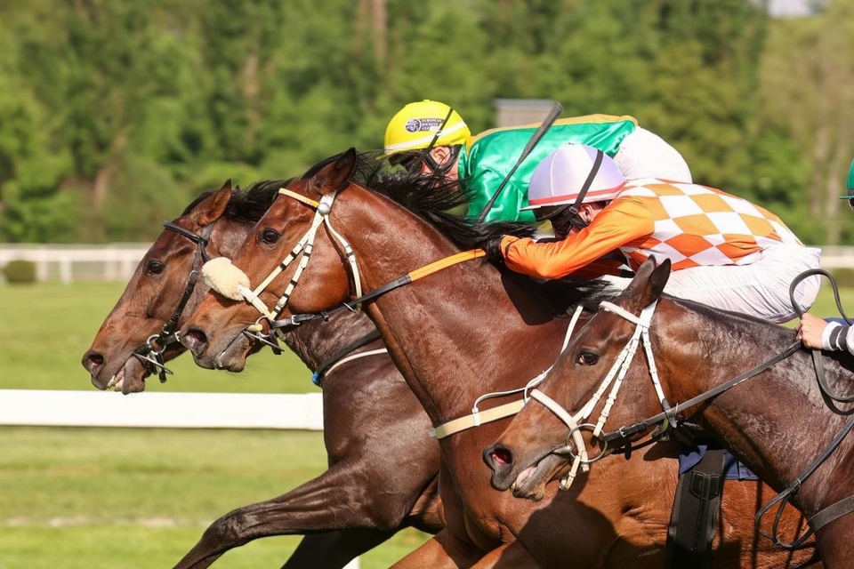 Dostihy: 4. Turf-gala