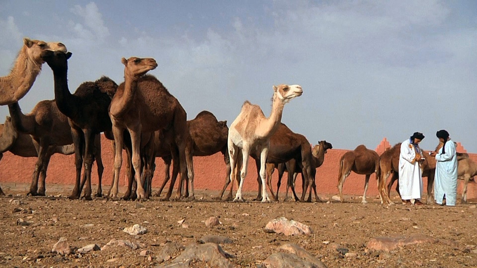 Dokument Na cestě po Guelmimu