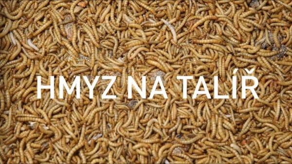 Hmyz na talíř