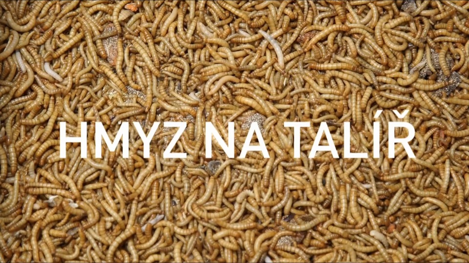Документ Hmyz na talíř
