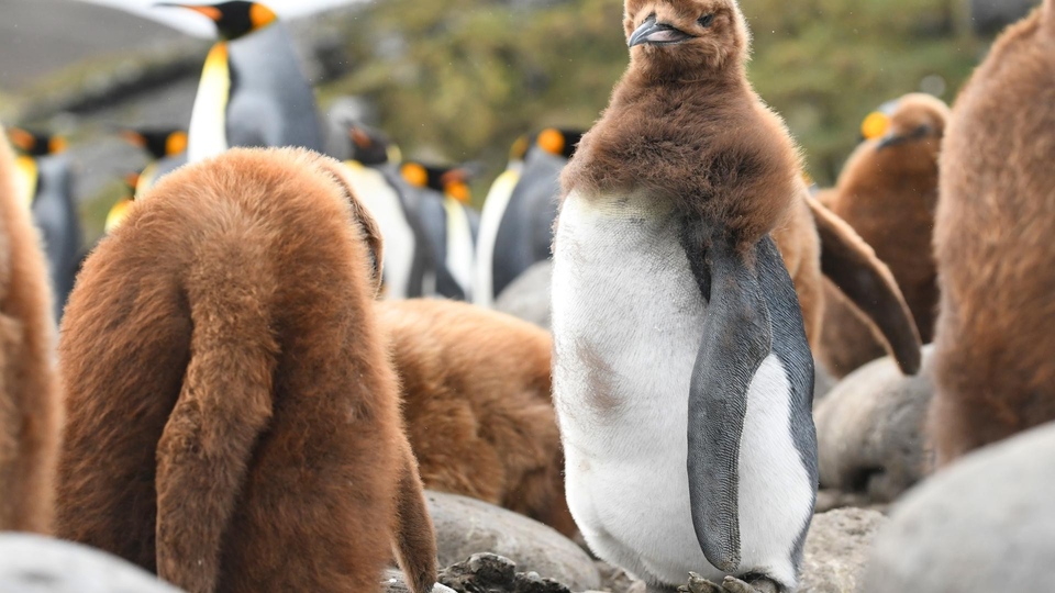 Documentary Rok na Ziemi