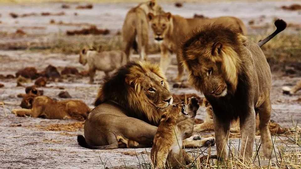 Документ Lavlji ponos