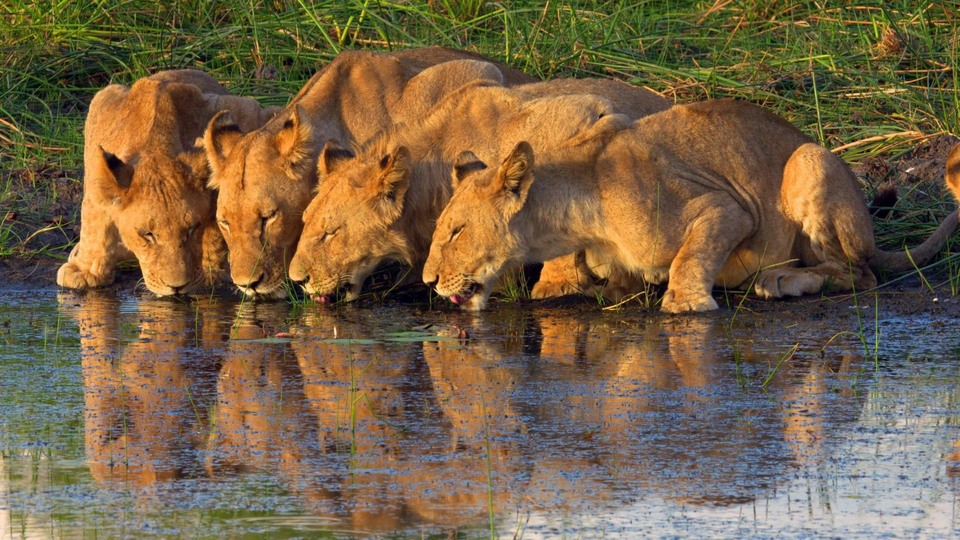 National Geographic Wild