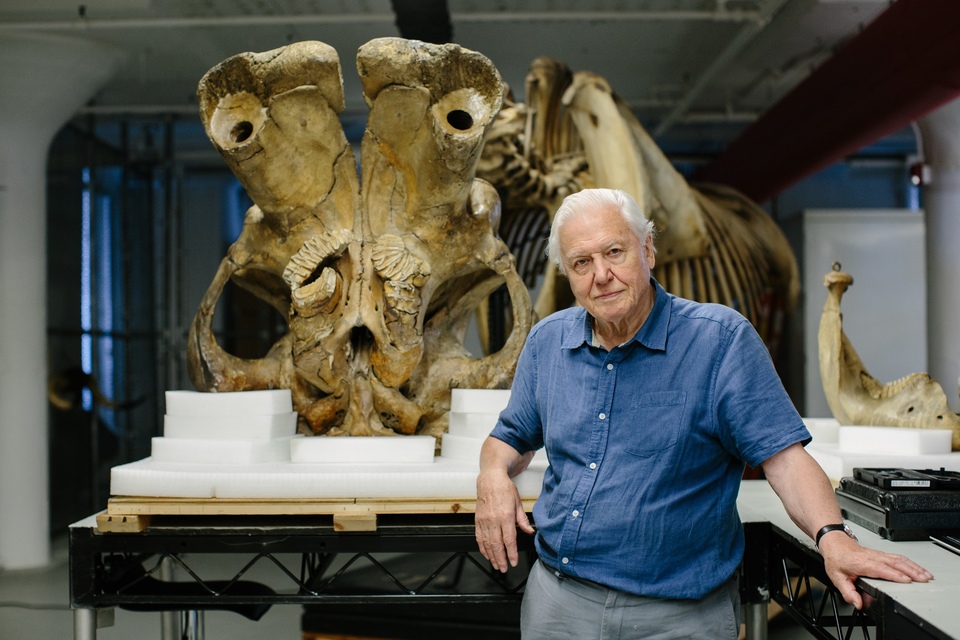 Dokument David Attenborough: Slon jménem Jumbo