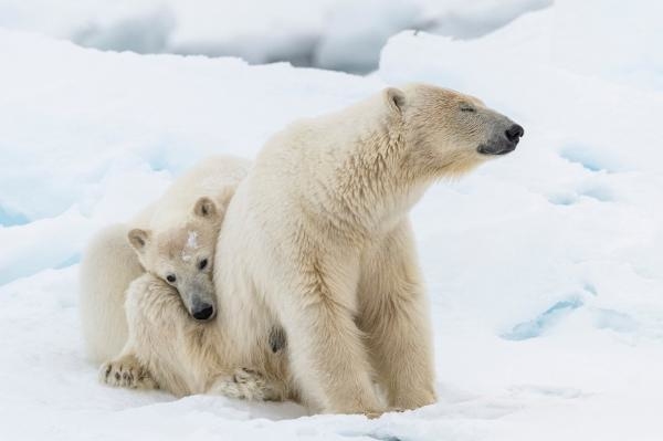 Frozen Planet II: Film o filmu