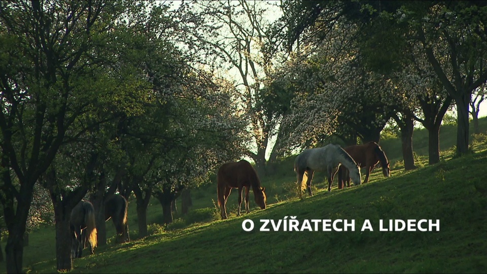 Dokument O&nbsp;zvířatech a&nbsp;lidech