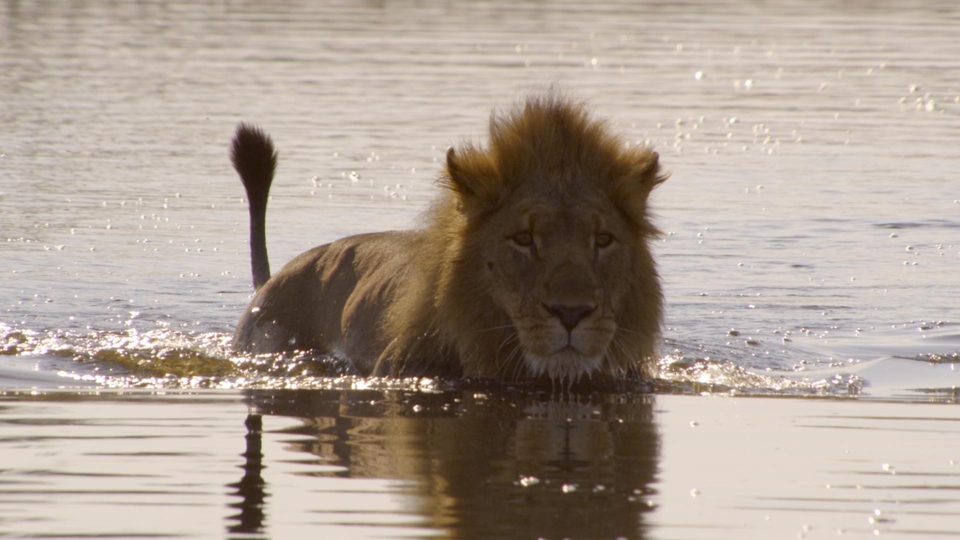 Dokument Narodziny lwiego stada
