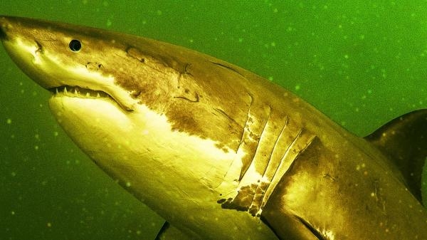 Povratak bijele psine