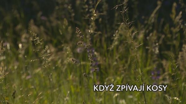 Když zpívají kosy