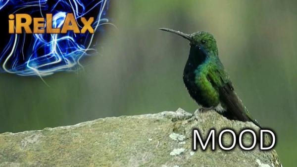 Mood - Ptáci
