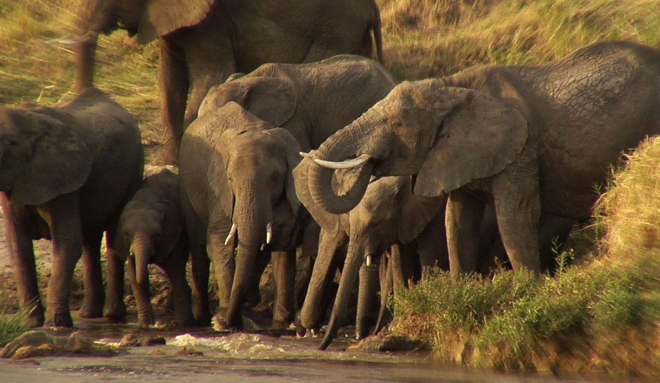 Dokument Deníky rezervace Ol Pejeta
