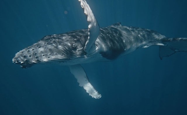 Dokument Leviatan: Veľryba a&nbsp;človek