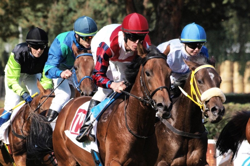 The best equestrianism online