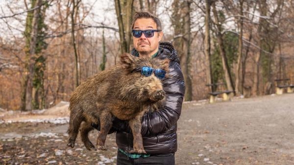 Pametan kao kokoš, tvrdoglav kao magarac