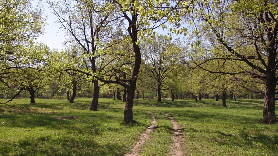 Документ Visoki Hrastovi