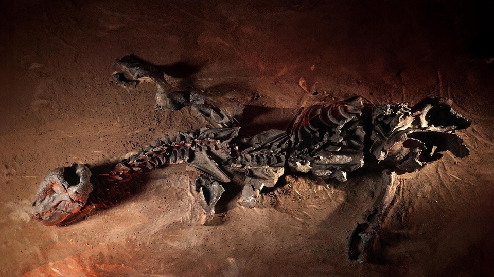 Документ Podrijetlo sisavaca