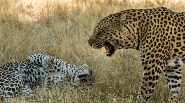 Divlja strana Afrike: Dinastije