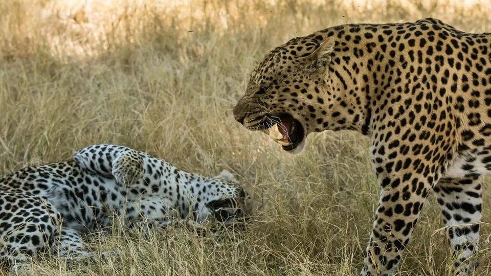 National Geographic Wild