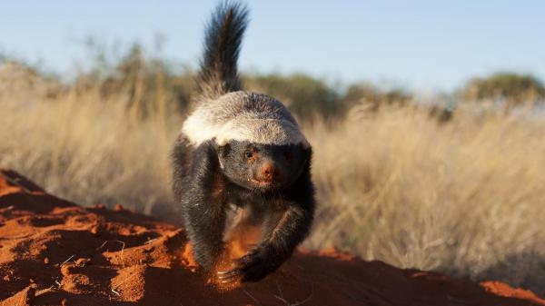 Miodożery: mistrzowie przetrwania