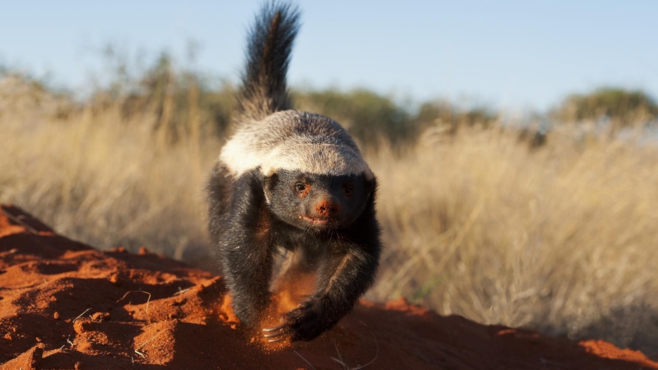 Dokument Miodożery: mistrzowie przetrwania