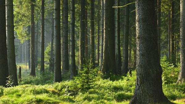 Wpływ zmian klimatu na las