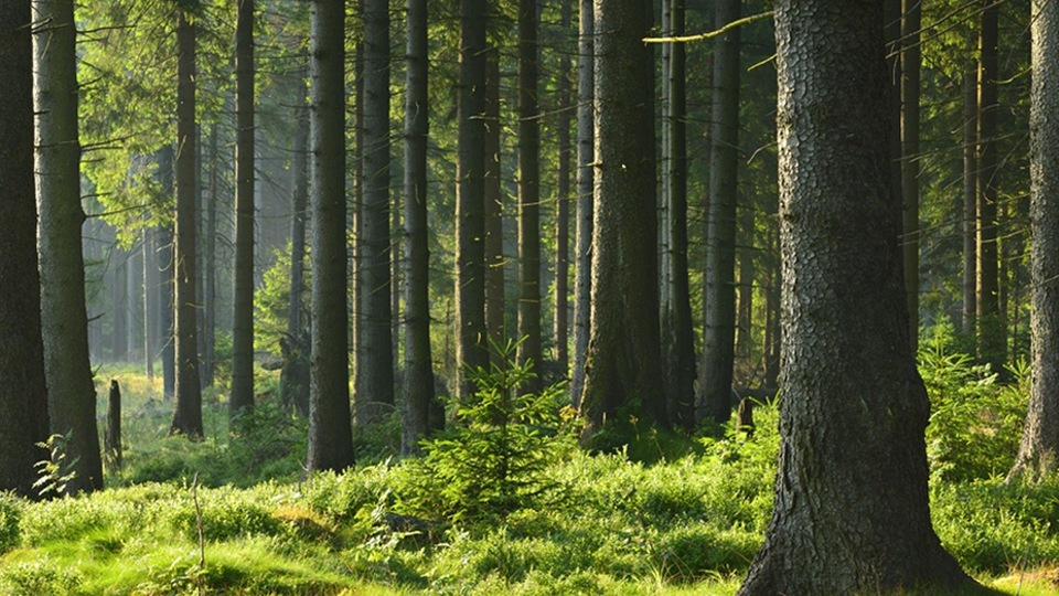 Dokument Wpływ zmian klimatu na las