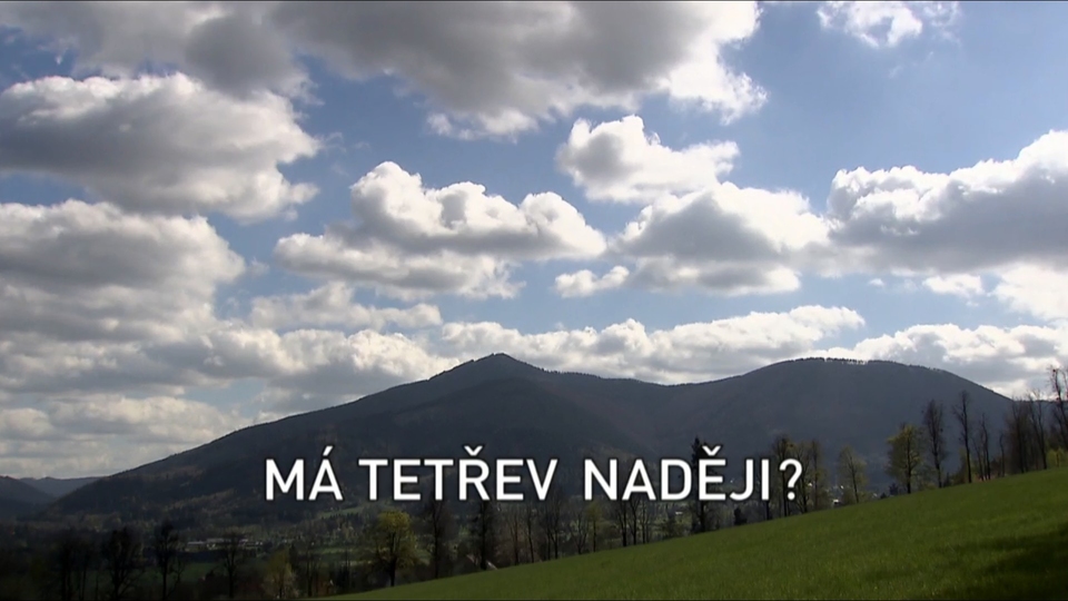 Documentary Má tetřev naději?