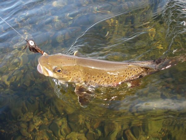 Fishimine - Na tekoucích vodách - Mura
