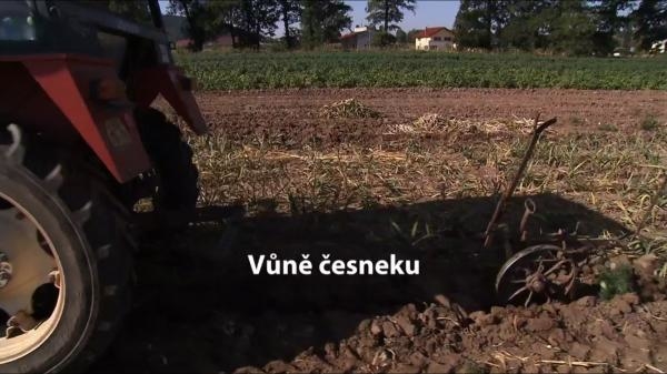 Vůně česneku