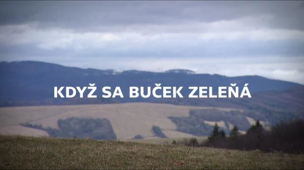 Když sa buček zeleňá