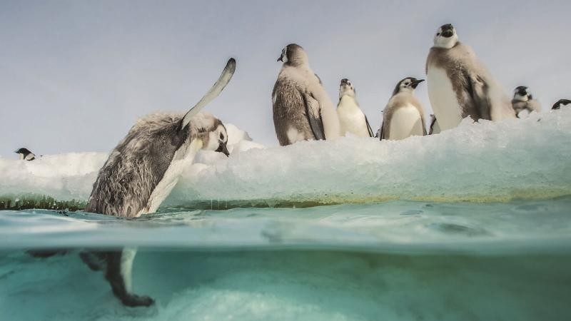 Documentary Putování tučňáků: Volání oceánu