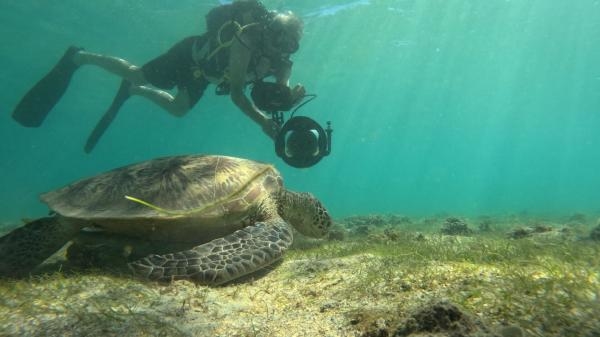 Dugong blues, les dernieres sirenes de Mayotte