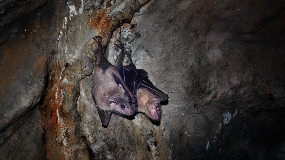 Документ Świat dzikiej przyrody