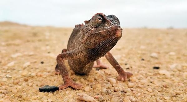 Život na vrućini: Afrika