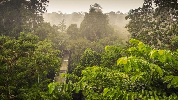 Les trésors naturels de Bornéo