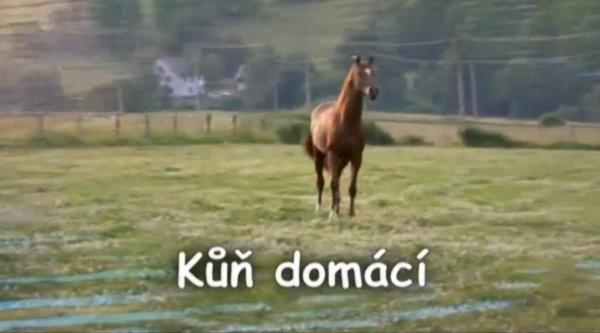 Kůň domácí