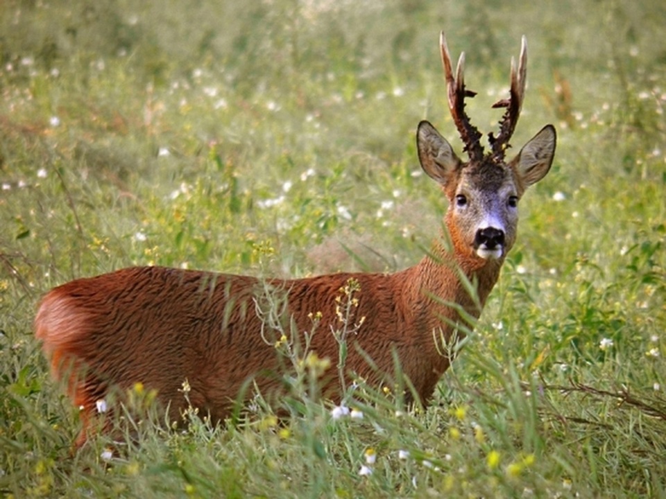 Документ Myslivecká horečka - Velikonoční srnci
