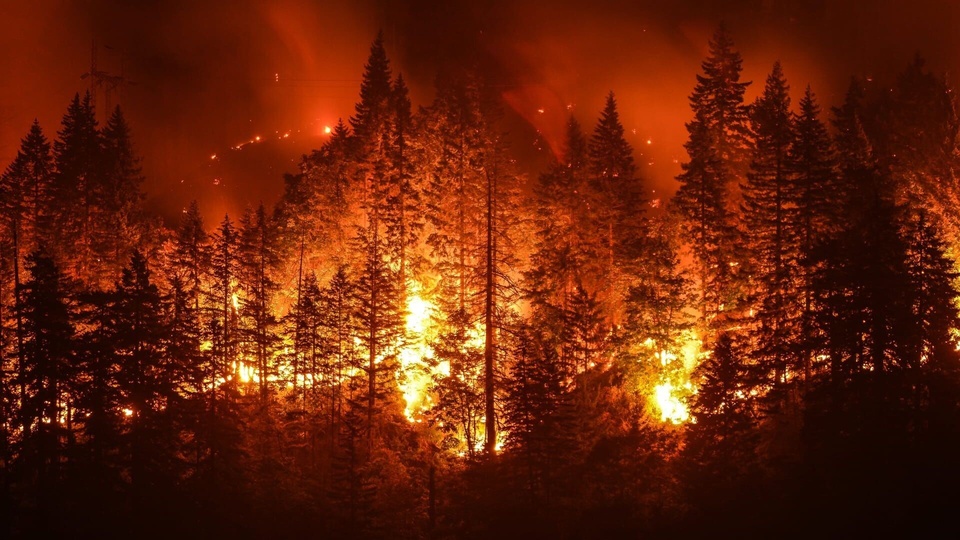 Sauvons nos forets