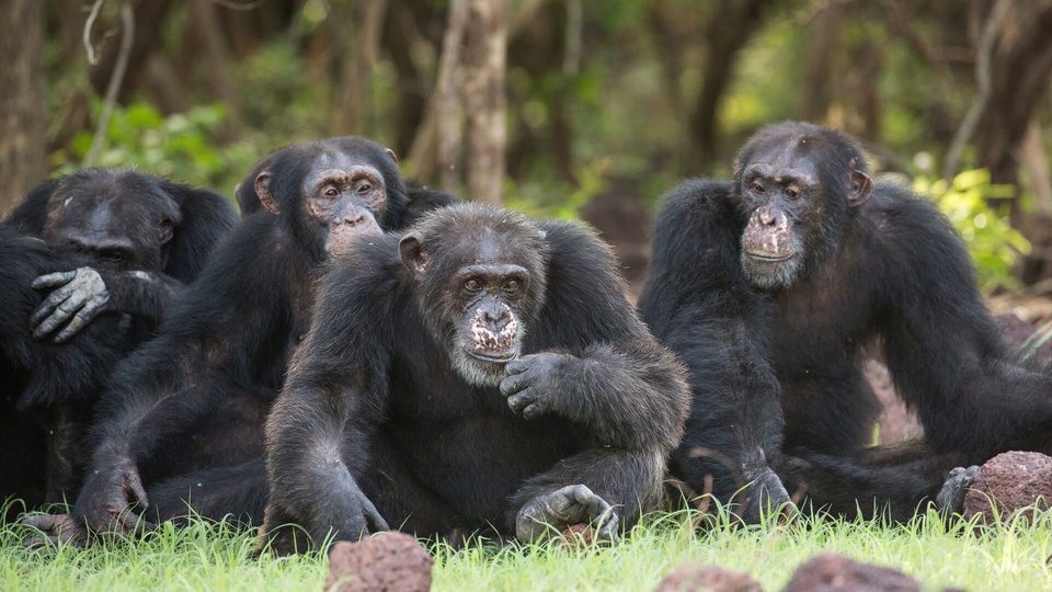 Documentary Dynasties