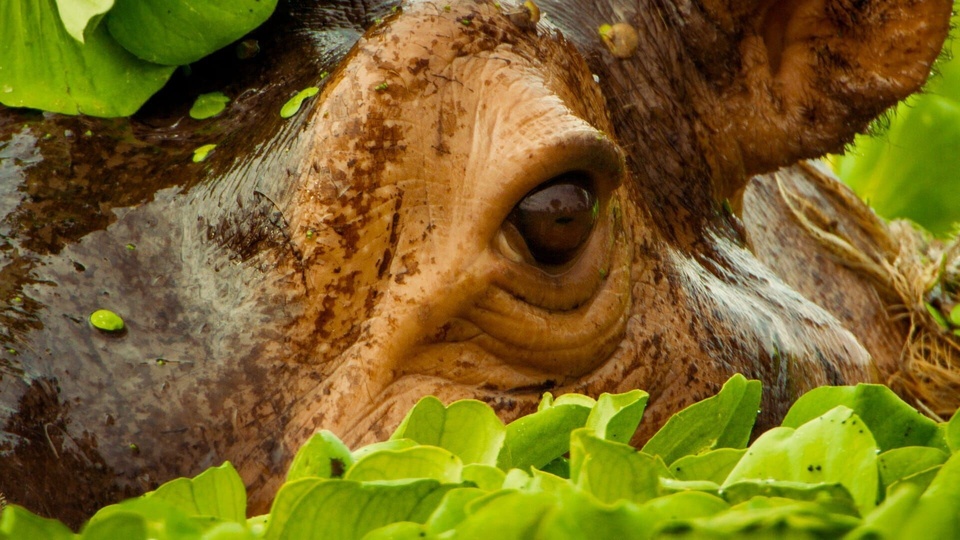 Dokumentarci Des animaux a aimer