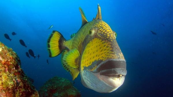 Thailande, la beauté sauvage