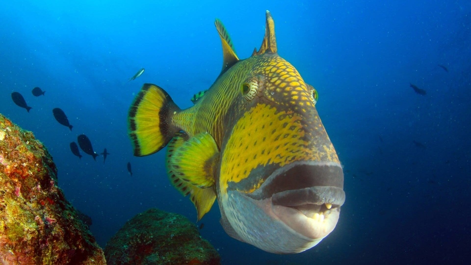 Документ Thailande, la beauté sauvage