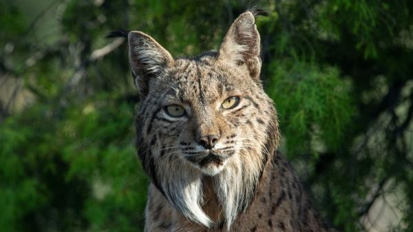 Une planete, sept mondes sauvages