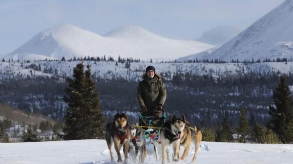 Les chiens de traineau & moi