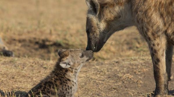Quand les hyenes défient les lions