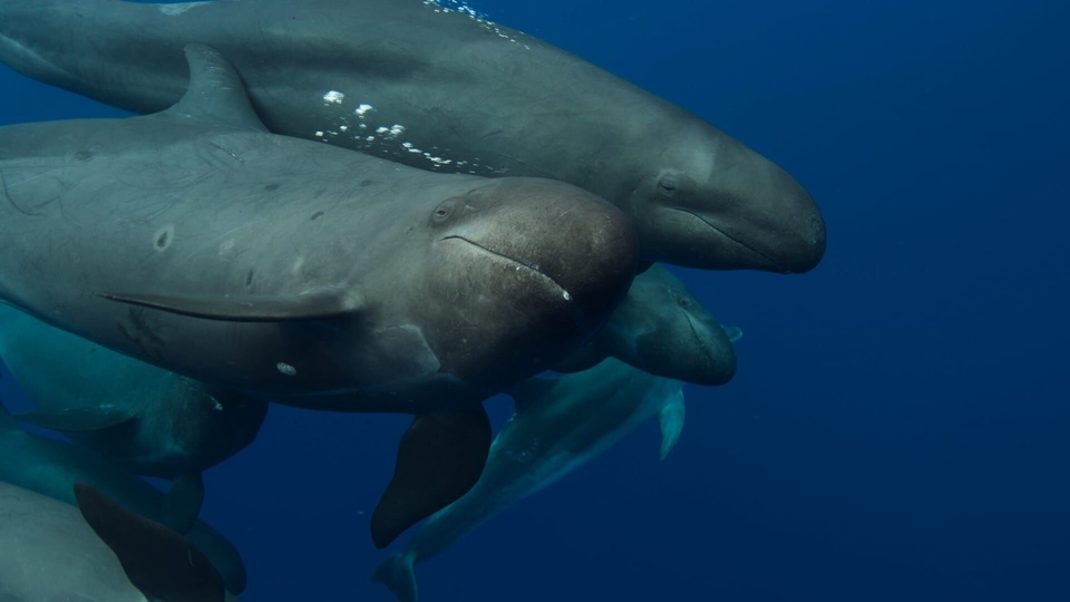 Dokument A&nbsp;la rencontre des baleines avec Steve Backshall